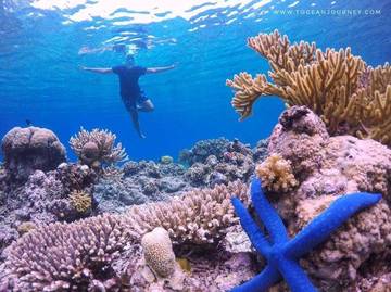 Keindahan Bawah Laut Pulau Kabalutan 