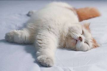 5 Fakta Menarik Tentang Kucing, Hewan Imut Yang Hobi Tidur