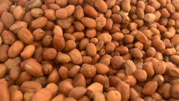 Warga Binaan Olah Lahan Kacang