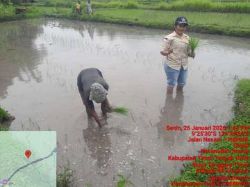 Masyarakat Desa Oenbit Sedang Penanaman 