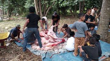 Warga Bandarlampung Melakukan Pemotongan Hewan Qurban