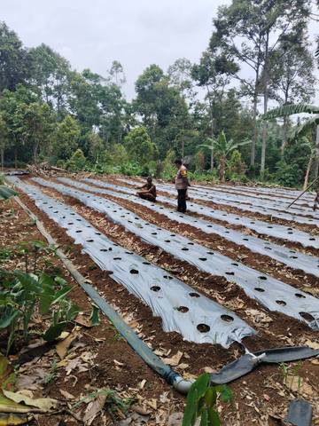 Bhabinkamtibmas Polsek Gedong Tataan Dukung Swasembaga Pangan 