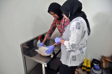 Program Sterilisasi Gratis Untuk Mengontrol Populasi Kucing Liar