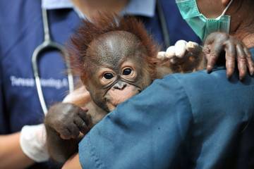 Bayi Orang Utan Lahir di Kebun Binatang Bandung