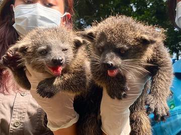 Dua Binturong Lahir di Kebun Binatang Bandung