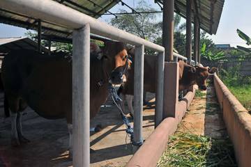 Pasar Hewan Majalaya Sepi Jelang Idul Adha
