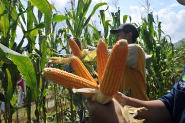 Panen Jagung Serentak Nasional di Bandung