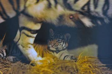 Dua Bayi Harimau Benggala Lahir di Bandung Zoo