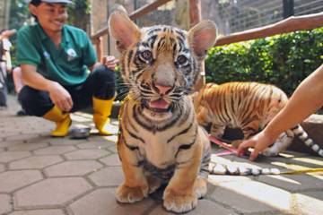 Imutnya Dua Bayi Harimau Berjemur di Bandung Zoo