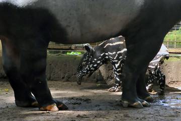 Kelahiran Bayi Tapir di Kebun Binatang Bandung