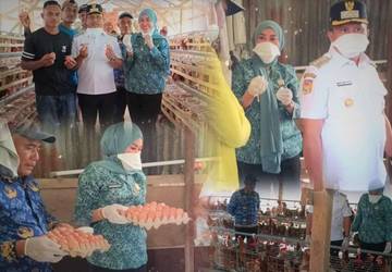 Program Ayam Petelur Dorong Kemandirian Ekonomi Peternak Mubar