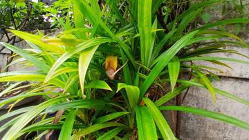 Mitos Umum seputar Daun Pandan