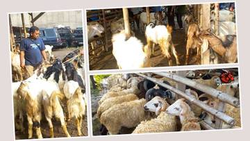 Suasana Pasar kambing Parung jelang Hari Raya Idul Adha