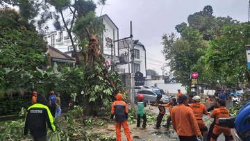 Pohon Tumbang di Baranangsiang Lukai Warga, BPBD Lakukan Penanganan