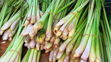 Manfaat Serai untuk tubuh