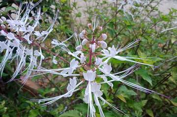Si Kecil Bermanfaat Besar untuk Kesehatan