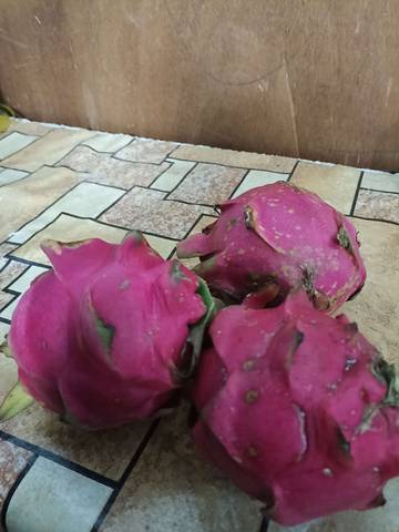 Manis dan Sehat, Ini Dia Segudang Manfaat Buah Naga