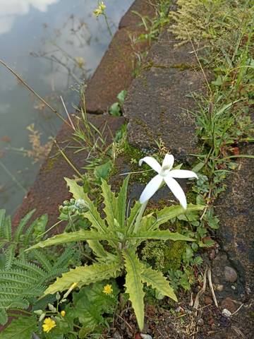 Si Mungil yang Bermanfaat dari Pinggir Jalan
