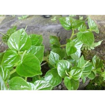 Sirih Cina Tanaman Liar Berkhasiat 