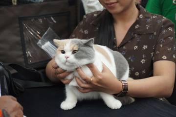 International Cat Show 2025 hadir di Cirebon!