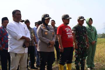 Panen Raya Jadi Momentum Sejahterakan Petani Cirebon