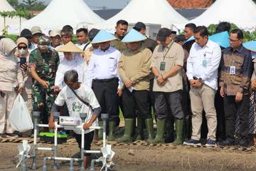 BP Taskin Gelar Penanaman Perdana Padi T1P4K Cirebon