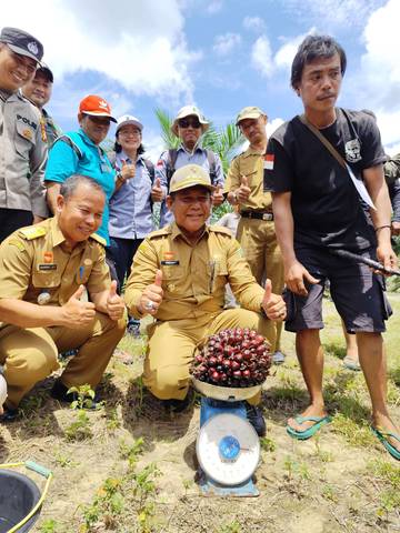 Pj. Bupati Suherman Panen Perdana Program PSR Sanggau