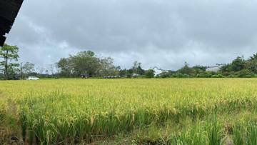 Cuaca Ekstrem Pengaruhi Produksi Padi di Kembayan