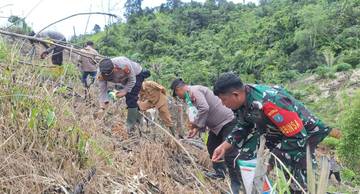 Polsek Entikong Tanam Jagung Lahan Tumpang Sari