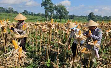 Polsek Meliau Dukung Panen Raya Jagung Bersama