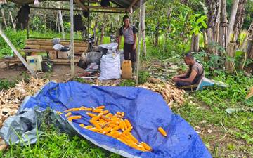 Polsek Noyan Panen Jagung Dukung Ketahanan Pangan Nasional 