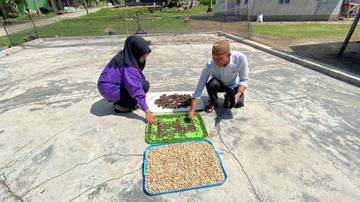 Proses Pengeringan Buah Sacha Inchi