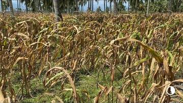 Tanaman Jagung di Bongomeme Siap Dipanen