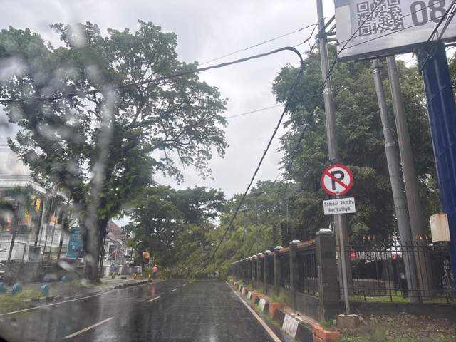 Pohon Tumbang di Samping Balaikota Makassar