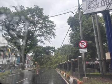 Pohon Tumbang di Samping Balaikota Makassar