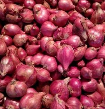 Harga Bawang Hari Ini Terpantau Meroket