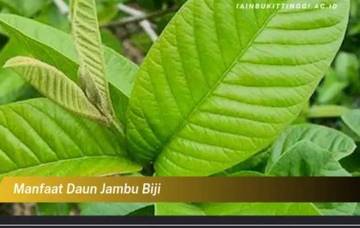 5 Manfaat daun jambu untuk rambut yang bikin kamu penasaran