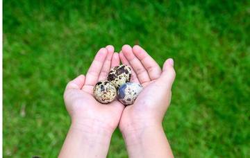 Ini 6 Manfaat telur puyuh yang baik untuk kesehatan tubuh 