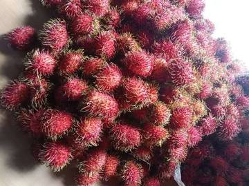 Ragam Buah dari Manokwari