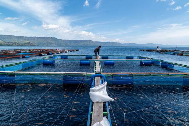 Tilapia Toba: Menopang Swasembada Pangan Biru