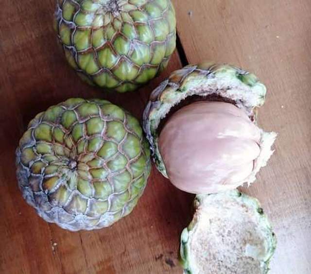 Khasiat Sehat Rumbia Untuk Pria Dan Wanita