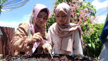 Panen Madu Kelulut di Aceh Barat