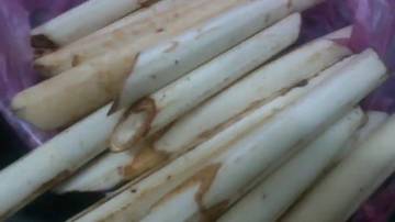 Rahasia Sehat  Konsumsi Umbut Rotan Untuk Semua Gender