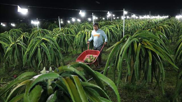 Geliat Petani Milenial Palangka Raya Panen Buah Naga
