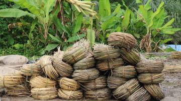 Menilik Potensi Rotan di Kabupaten Katingan 