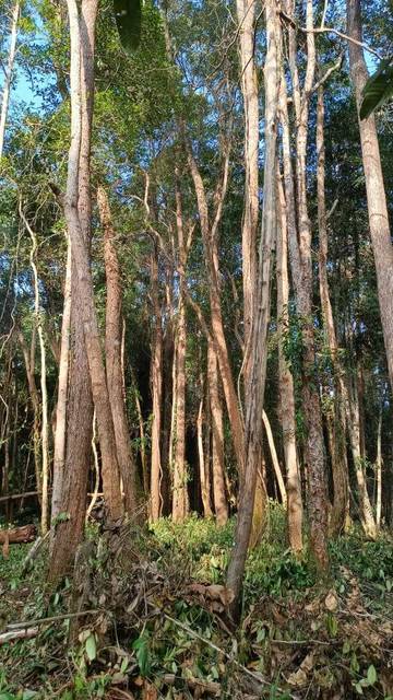 Masyarakat Adat Kelola Hutan Dengan Bijak