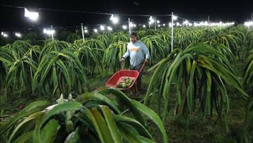 Geliat Petani Milenial Palangka Raya Panen Buah Naga