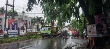 Awas! Pohon Tumbang Ancam Pengguna Jalan Sungai Hitam 