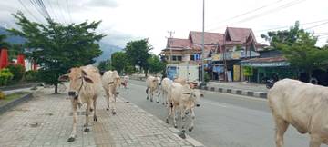 Ternak Sapi Berkeliaran di Jalan Diponegoro