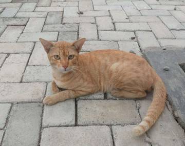 Popularitas Kucing sebagai Hewan Peliharaan